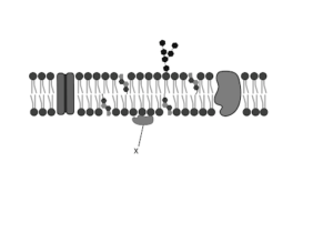 Which component of the cell membrane is represented by structure X