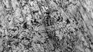 As pollution levels rise, the trees that the peppered moth (Biston betularia) lives on will become darker. What effect will this have on the peppered moth population numbers?

