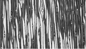 longitudinal cross-section of a stem from a plant in the Pinus genus