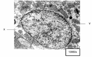 chloride cell