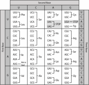 genetic code table