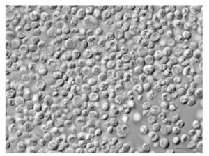 molecule chlorophyll