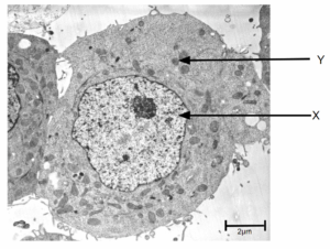 labelled organelles